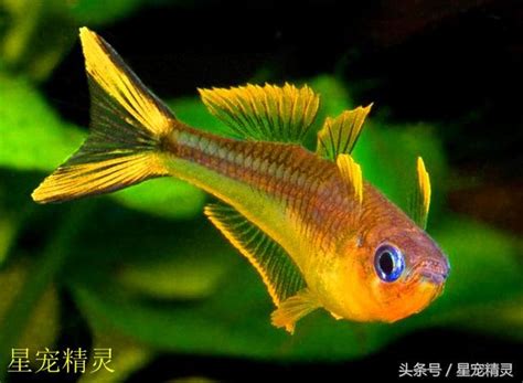 藍色淡水魚|來自中土世界的精靈——藍眼類小型彩虹魚（品種、飼養和繁殖）。